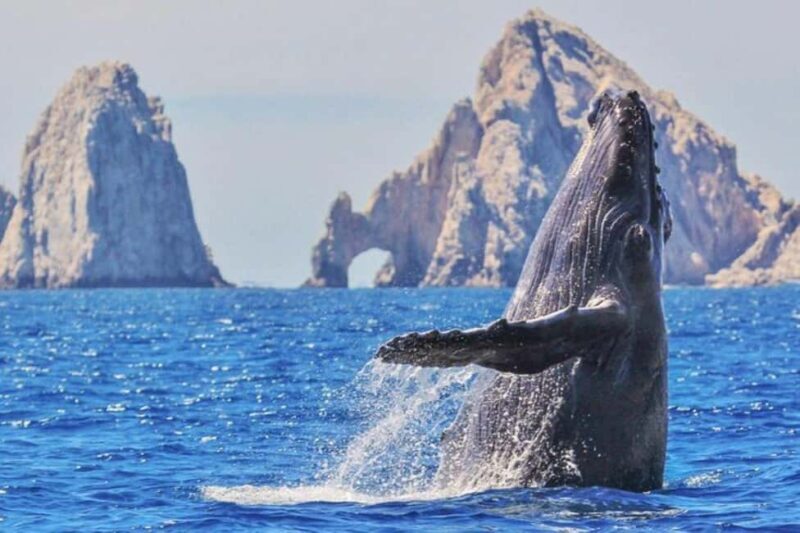 Los Cabos: Catamaran Whale Watching Cruise - Good To Know