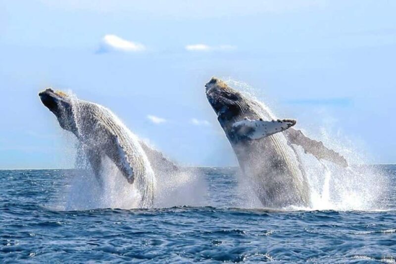 Los Cabos: Catamaran Whale Watching Cruise - Onboard Comfort and Meals