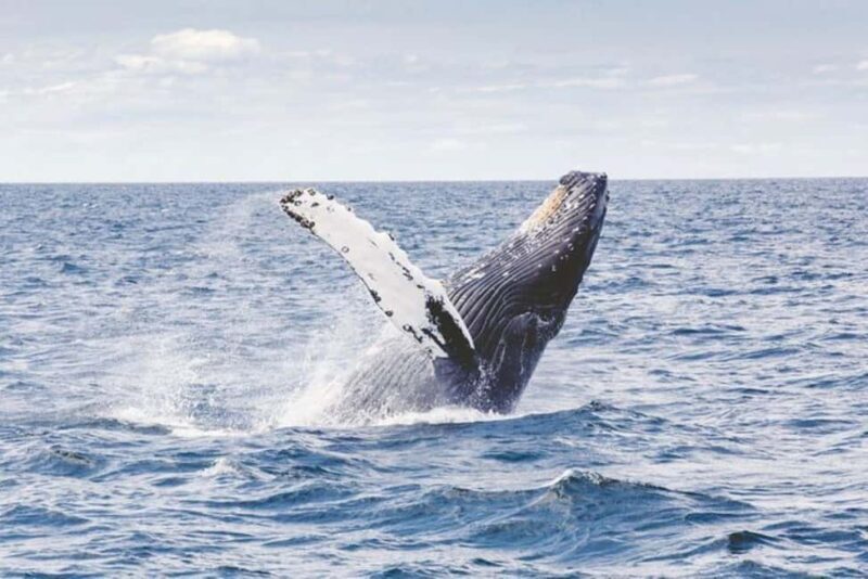 Los Cabos: Catamaran Whale Watching Cruise - The Iconic Scenery
