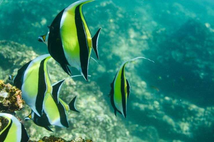 Los Cabos: Chileno & Santa María Bay Private Snorkeling Tour - Highlights