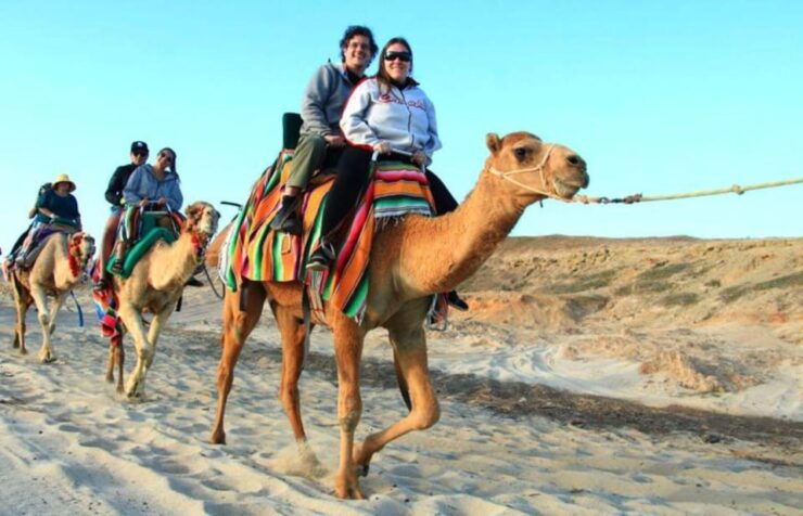 Los Cabos: Desert Camel Riding Experience - Good To Know