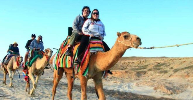 Los Cabos: Desert Camel Riding Experience - Transportation