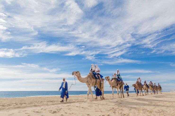 Los Cabos: Desert & Sea Camel Safari Tour With Lunch - Experience Highlights