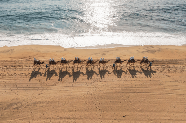 Los Cabos: E-Bike & Camel Adventure With Mexican Lunch - Electric Bike Ride Along Coastline