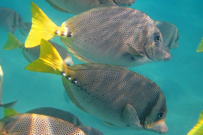 Los Cabos: Glass-Bottom Boat, Shopping  - San Jose Del Cabo - Combo Tour Options in Los Cabos