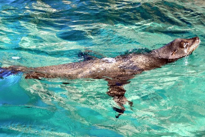 Los Cabos: Glass-Bottom Boat, Shopping  - San Jose Del Cabo - Reviews and Customer Feedback