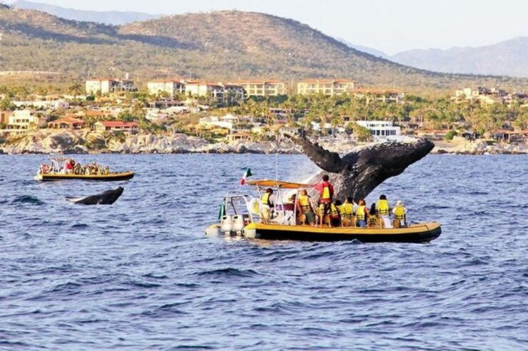 Los Cabos: Grey Whale Watching Boat Tour - Activity Details