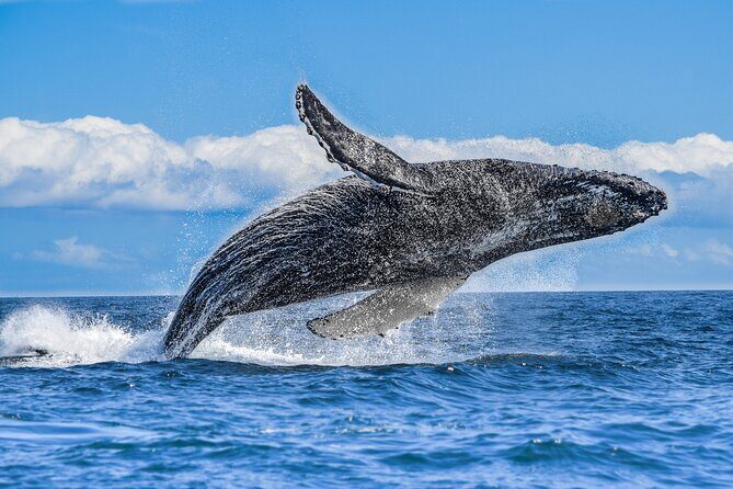Los Cabos Humpback Whale: 10-Hour Tour 3 Hours of Whale Watching - An In-Depth Look at the Whale-Watching Experience