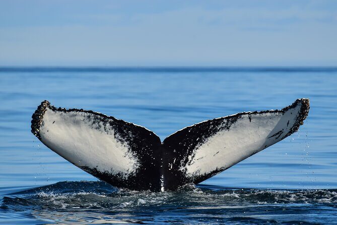 Los Cabos Humpback Whale: 10-Hour Tour 3 Hours of Whale Watching - Who Should Book This Tour?