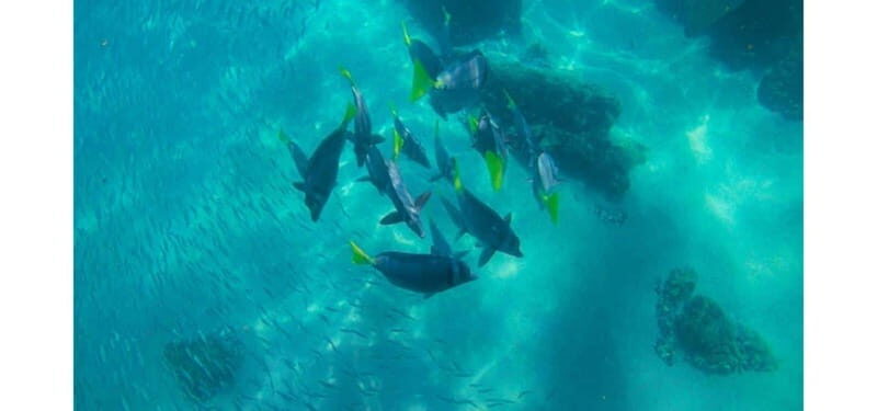 Los Cabos: Land's End Kayak and Snorkel Tour - FAQ