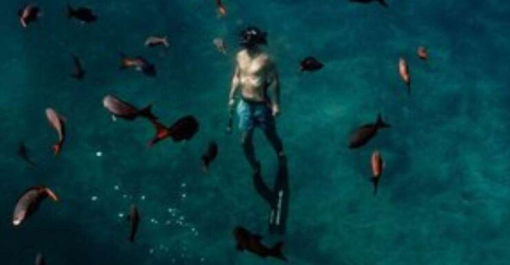 Los Cabos: Mobula and Sea Lion Combo Tour - Experience Highlights