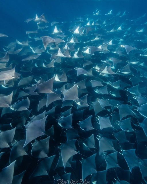 Los Cabos: Mobula Ray Swim and Pelagic Adventure - Booking Details for Flexibility and Convenience