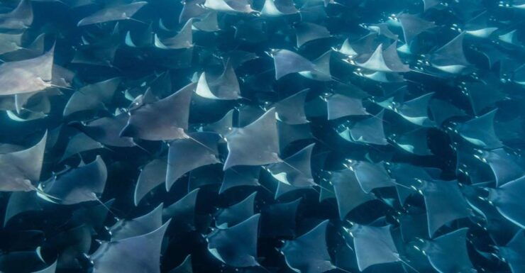 Los Cabos: Mobula Ray Swim and Pelagic Adventure - Dive Into the Experience Highlights
