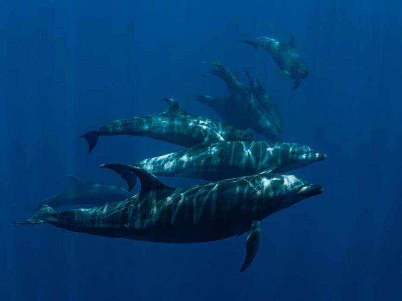 Los Cabos: Ocean Safari Snorkeling and Freediving Tour - Good To Know