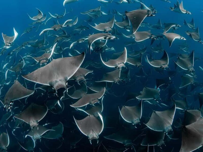 Los Cabos: Ocean Safari Snorkeling and Freediving Tour - An In-Depth Look at the Los Cabos Ocean Safari