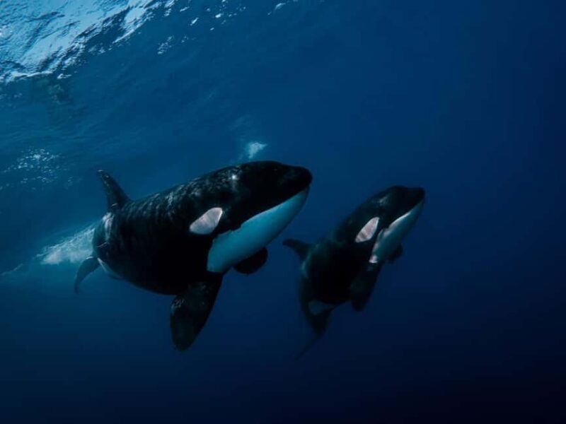 Los Cabos: Ocean Safari Snorkeling and Freediving Tour - FAQ