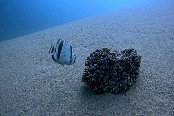 Los Cabos Open Water Diver Course - The Price and What You Get