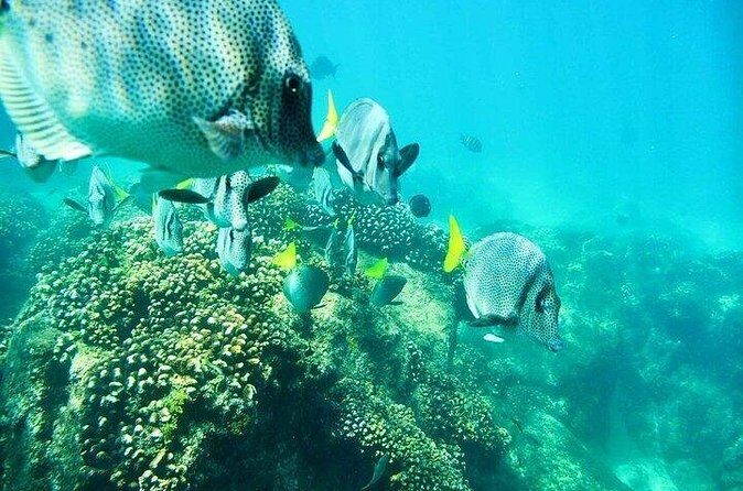 Los Cabos Platinum Snorkel Experience - Final Thoughts