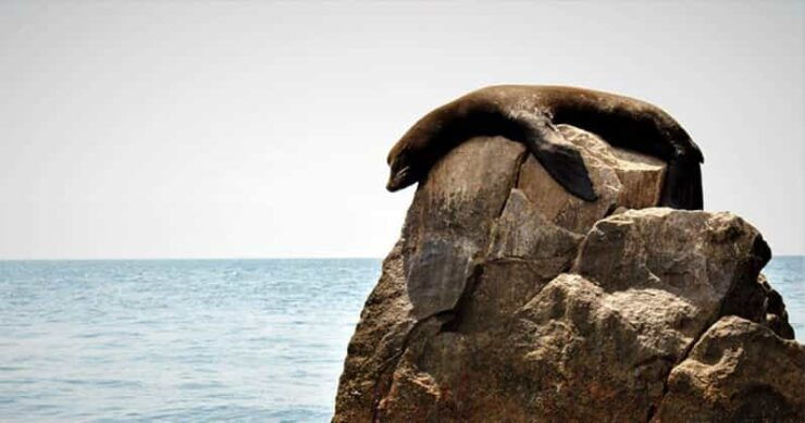 Los Cabos: Scenic Boat Ride Experience - Good To Know