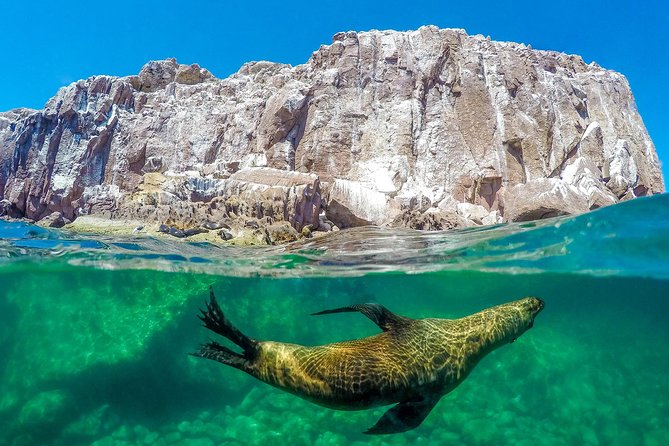Los Cabos Sea of Cortez Sightseeing Cruise and Snorkeling Tour  - Cabo San Lucas - Viator Help Center and Additional Information