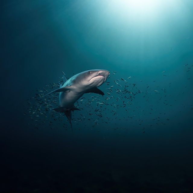 Los Cabos: Shark Diving at Gordo Banks - Activity Details