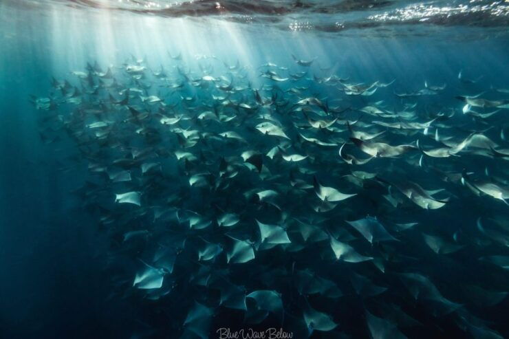 Los Cabos: Shark Diving at Gordo Banks - Experience Highlights