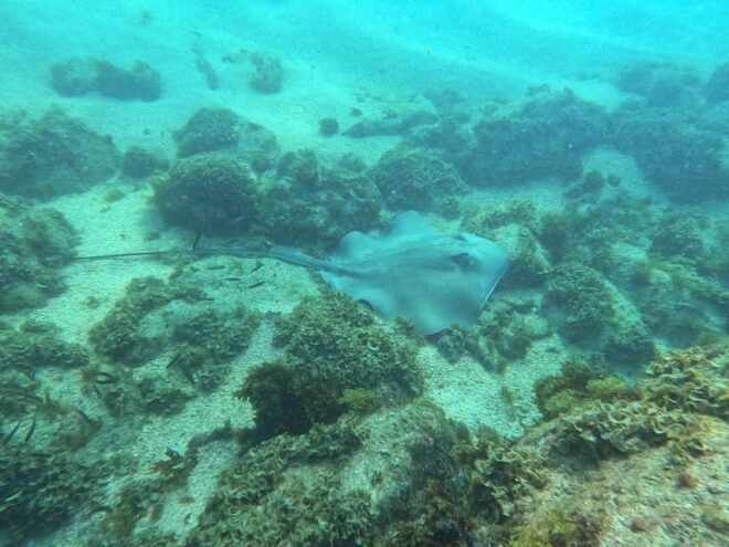 Los Cabos: Snorkel & Beach Day at Chileno + Transportation - Important Information