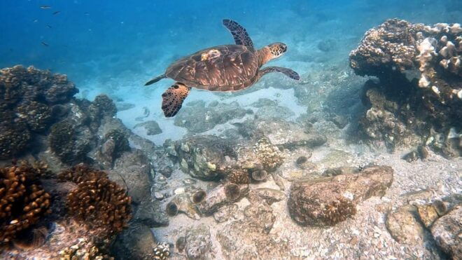 Los Cabos: Snorkel & Beach Day at Chileno + Transportation - Recommendations