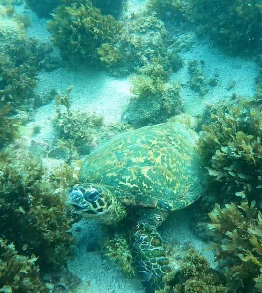 Los Cabos: Snorkel & Beach Day at Chileno + Transportation - Group Size