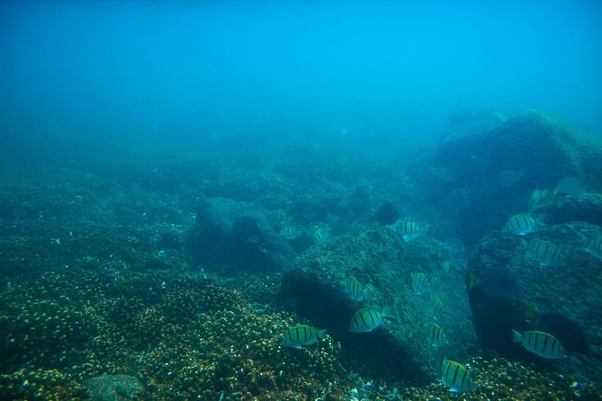 Los Cabos Snorkeling Tour to Chileno Bay and Santa Maria Cove - Snorkeling Locations and Highlights