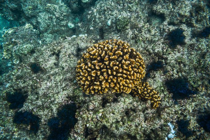 Los Cabos Snorkeling Tour to Chileno Bay and Santa Maria Cove - Scuba Diving at Playa Santa Maria and Chileno Bay