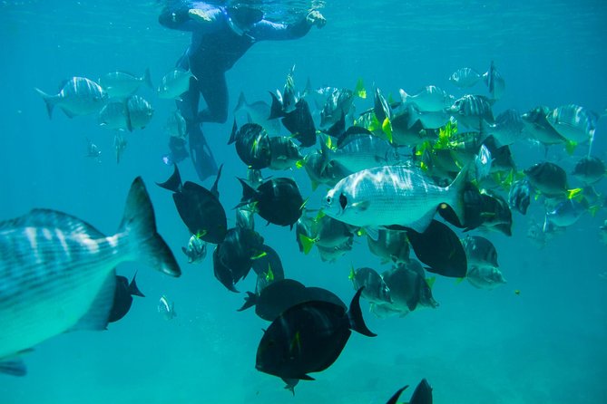 Los Cabos Snorkeling Tour to Chileno Bay and Santa Maria Cove - Common Questions