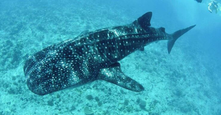 Los Cabos: Swim With Whale Sharks Snorkeling Adventure - Experience Highlights