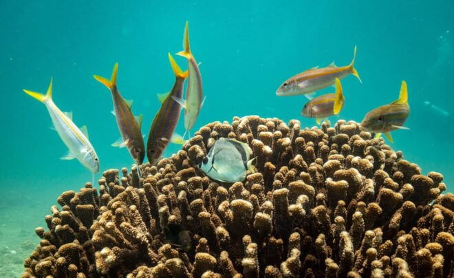 Los Cabos: Tour of Rock Formations and Snorkeling - Participant Requirements
