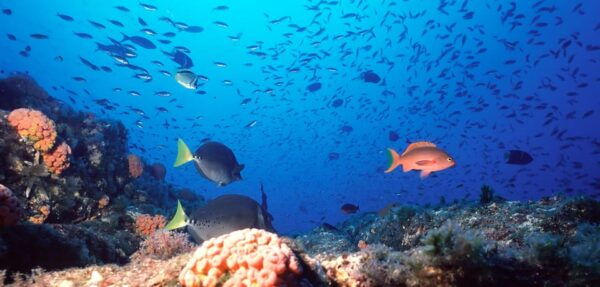 Los Cabos: Tour of Rock Formations and Snorkeling - Pickup Location