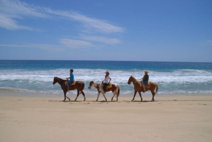 Los Cabos: Tranquil Horse Riding Experience - Good To Know