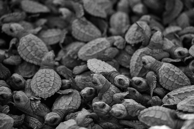 Los Cabos Turtle Release Conservation Program - Pickup Points