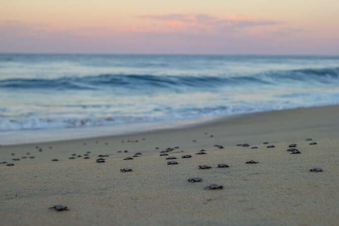 Los Cabos Turtle Release Conservation Program - End Point
