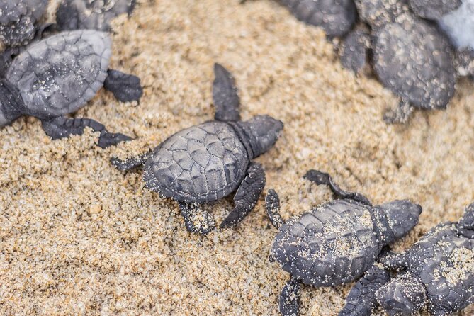 Los Cabos Turtle Release Conservation Program - Traveler Experience