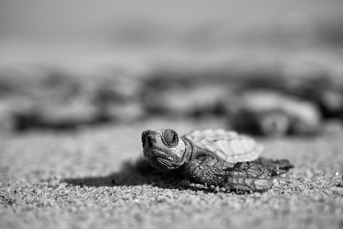 Los Cabos Turtle Release Conservation Program - Common Questions