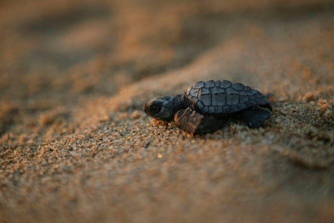 Los Cabos Turtle Release Eco-Experience - Good To Know  