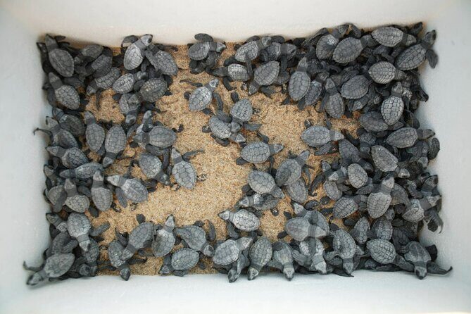 Los Cabos Turtle Release Eco-Experience - The Value of the Experience  