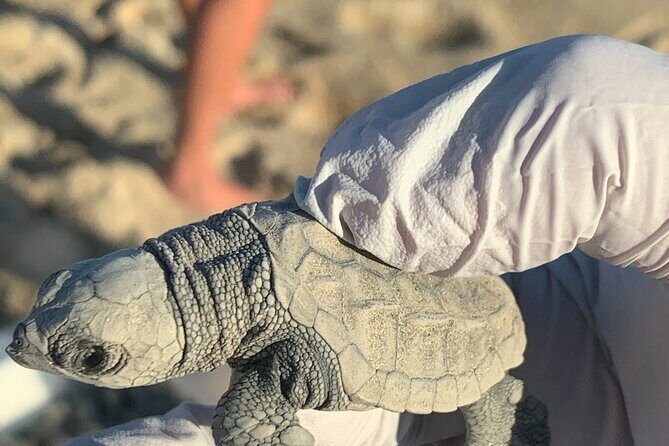 Los Cabos Turtle Release Eco-Experience - Final Thoughts: Is This Tour Worth It?  