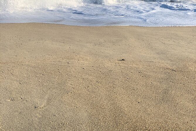 Los Cabos Turtle Release Eco-Experience - FAQs  