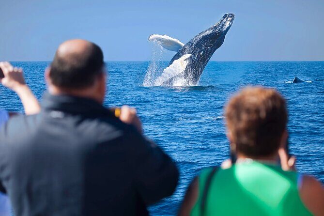 Los Cabos Whale Watching Adventure with Snacks and Drinks - Good To Know