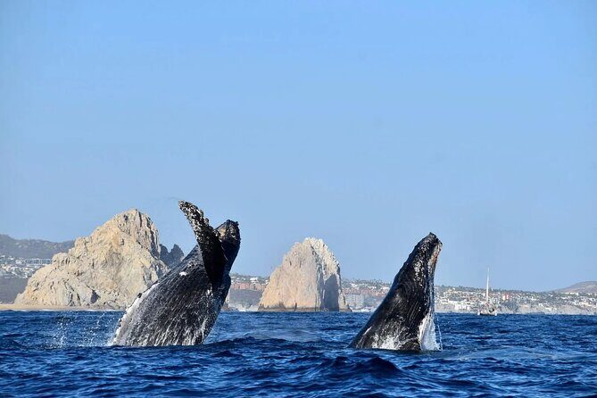Los Cabos Whale Watching Adventure with Snacks and Drinks - The Itinerary and What to Expect