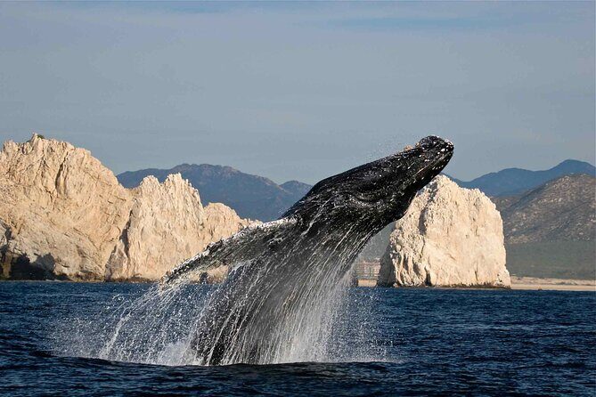 Los Cabos Whale Watching Adventure with Snacks and Drinks - FAQ