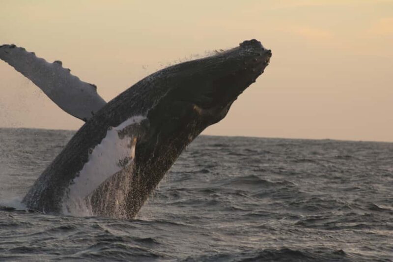Los Cabos: Whale Watching and Safari - Good To Know