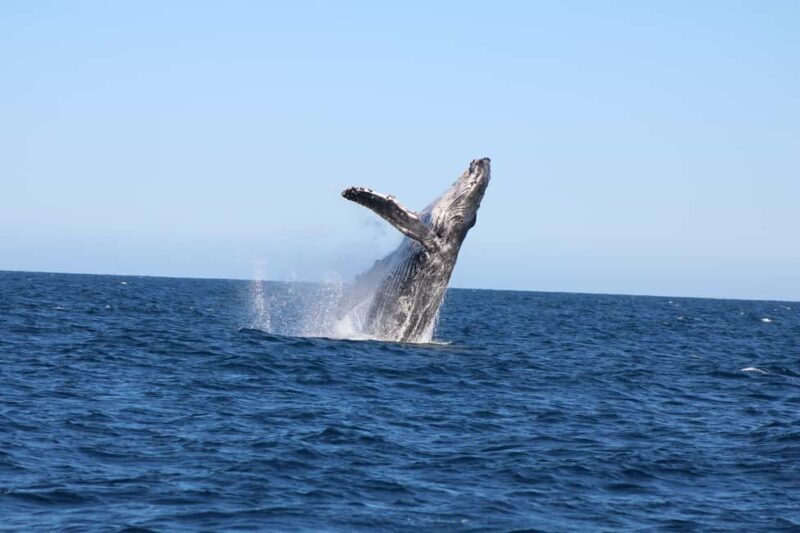 Los Cabos: Whale Watching and Safari - The Experience in Detail