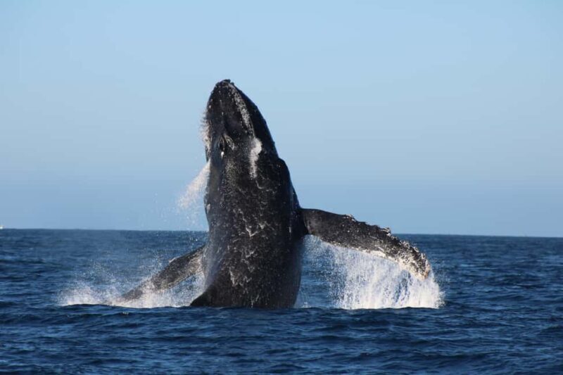 Los Cabos: Whale Watching and Safari - Who Is This Tour Best For?
